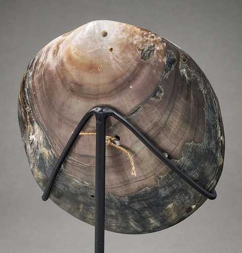 Search Turtle Shell / Tortoise Shell - Artkhade